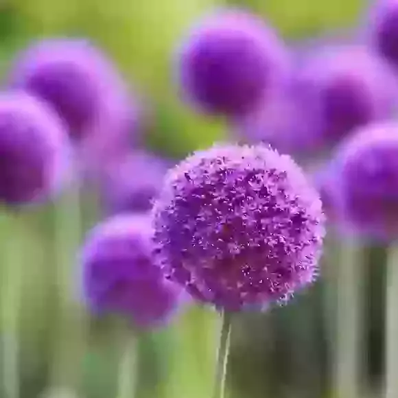 Alliums